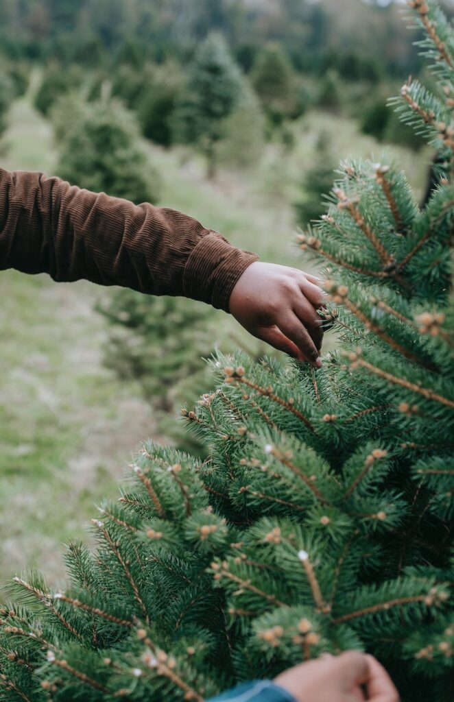 Christmas fresh tree